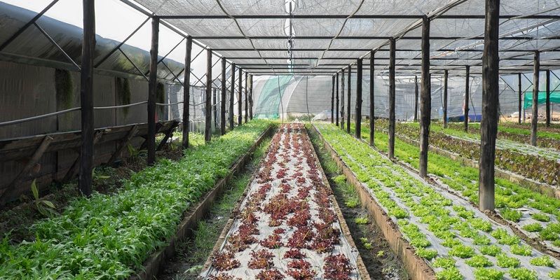 Gujarat to set up country's first organic farming university