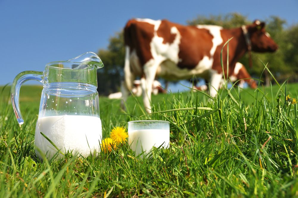 Kerala joins hands with Netherlands to produce organic milk