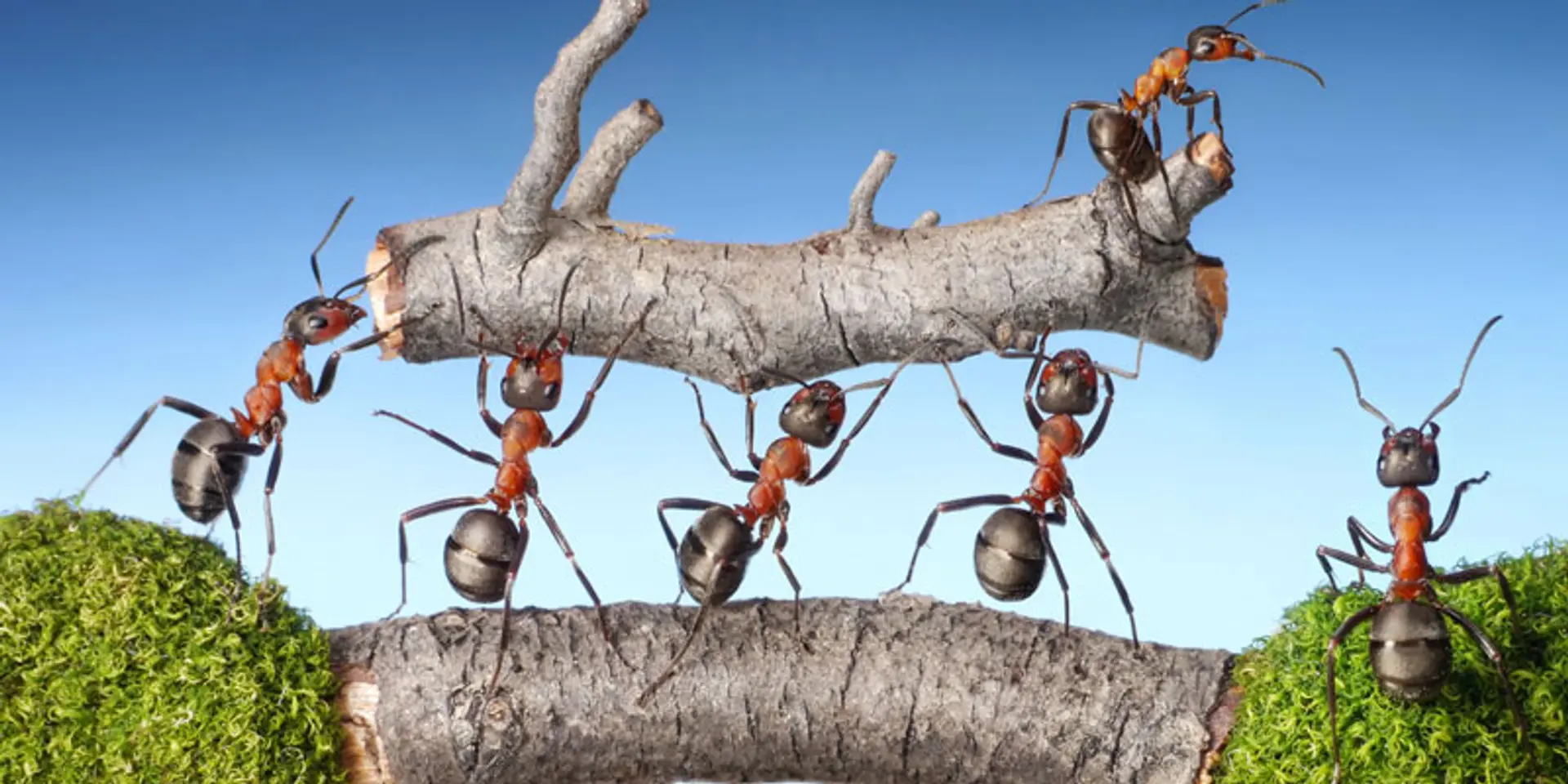 The inner workings of an effective team