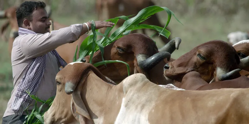 How An Engineer S One Cow Revolution Is Transforming Indian