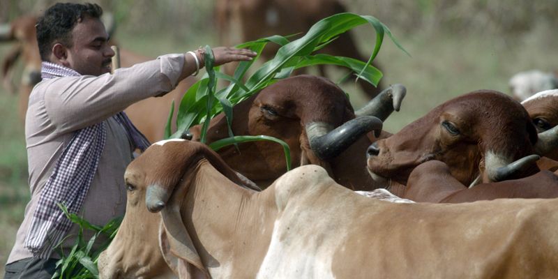 How an engineer’s one-cow revolution is transforming Indian agriculture