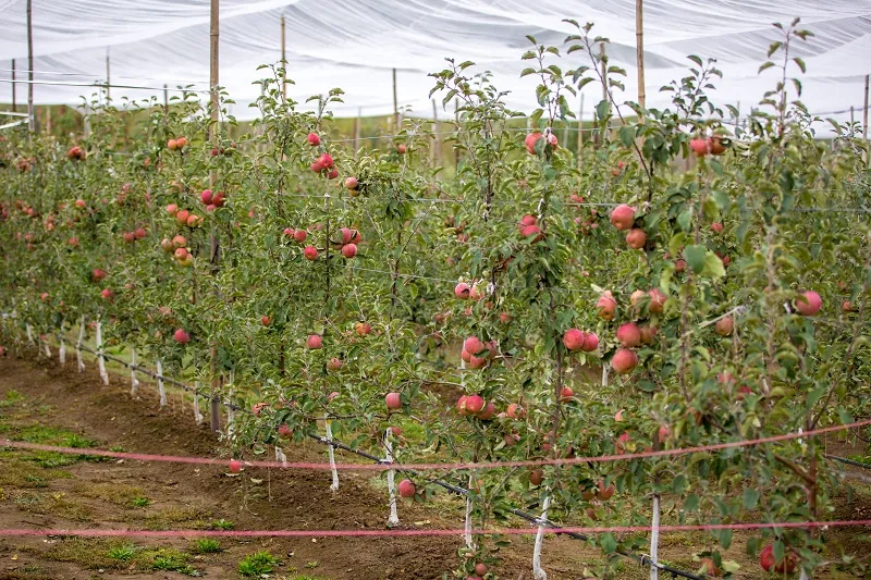 A high-yielding apple orchard