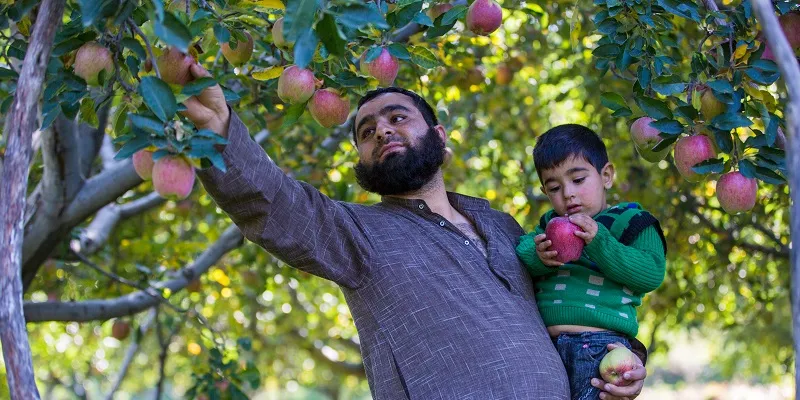 A farmer plucking apples from his harvest