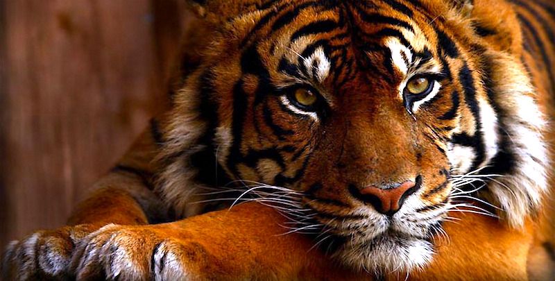 The global tiger population is now up by 22 per cent