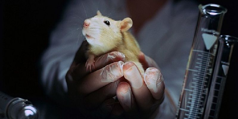 Rejoice! Govt bans use of animals in tests for soaps, detergents