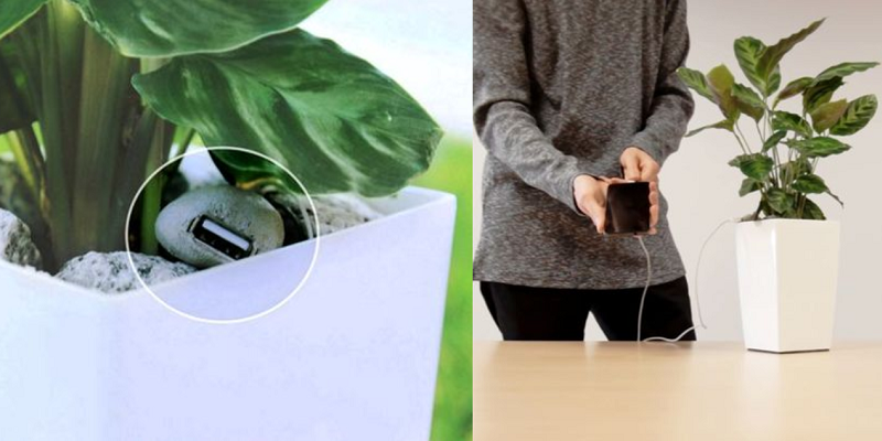 Entrepreneurs from Spain are growing plants that charge your smartphone