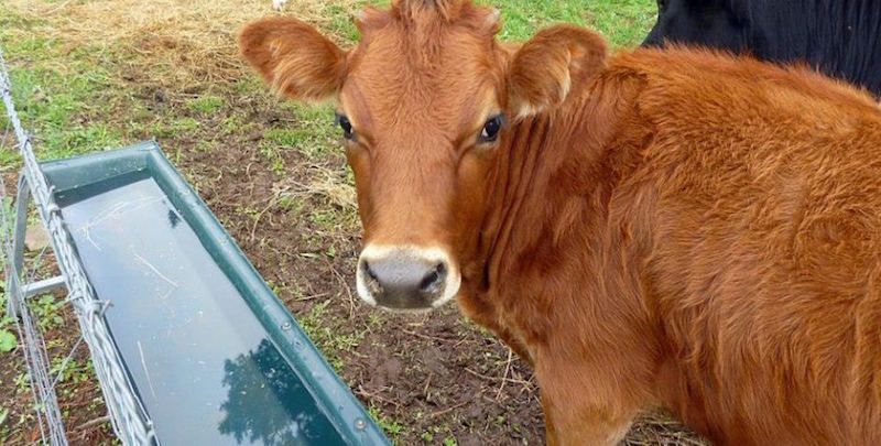 Meet 'Cattle Swamy', a canteen owner who has built water basins for animals to drink from