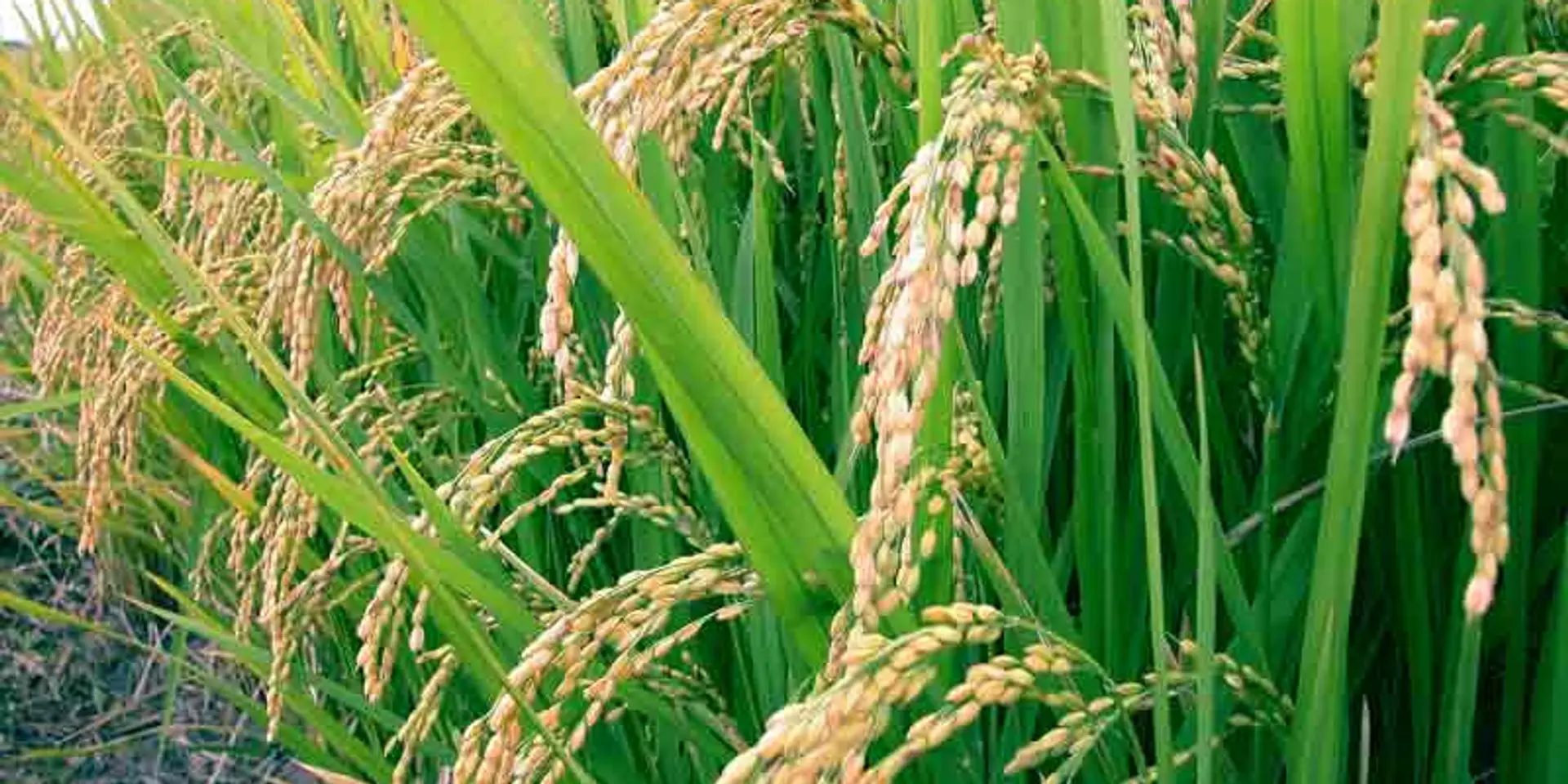 ICRISAT sets up iHub for agri-entrepreneurs