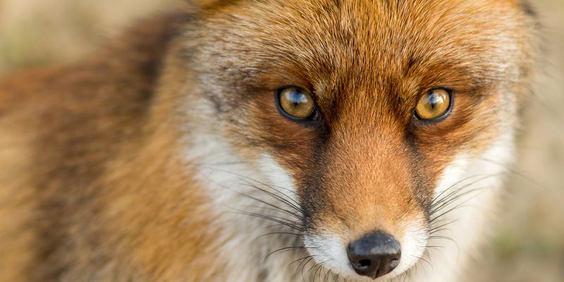 Six business lessons from the Foxes