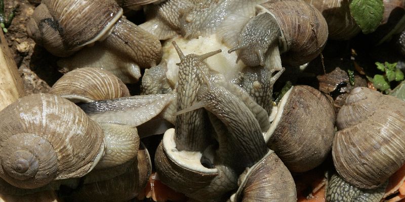 Could snails be the key to turbocharging robots' performance?
