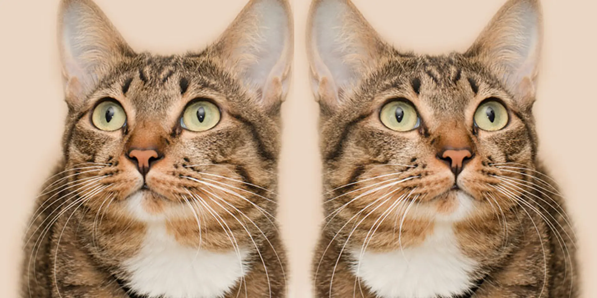 Consumer behaviour decoded: why showing an excess of options is bad