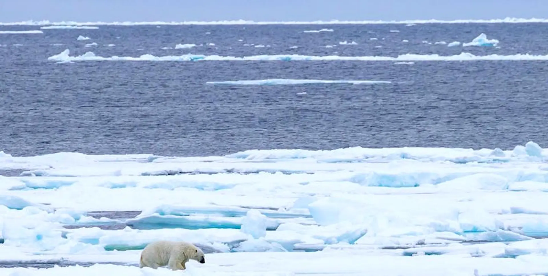 The Arctic likely to be ice-free for the first time in 100,000 years