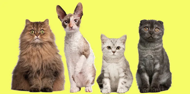 four-types-of-hires-cats-featured-image