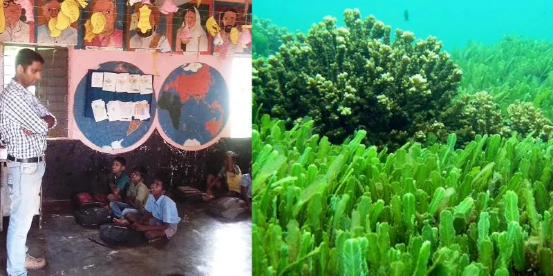 Image : (L) - Spirulina Foundation; (R) - Fish Oil Facts