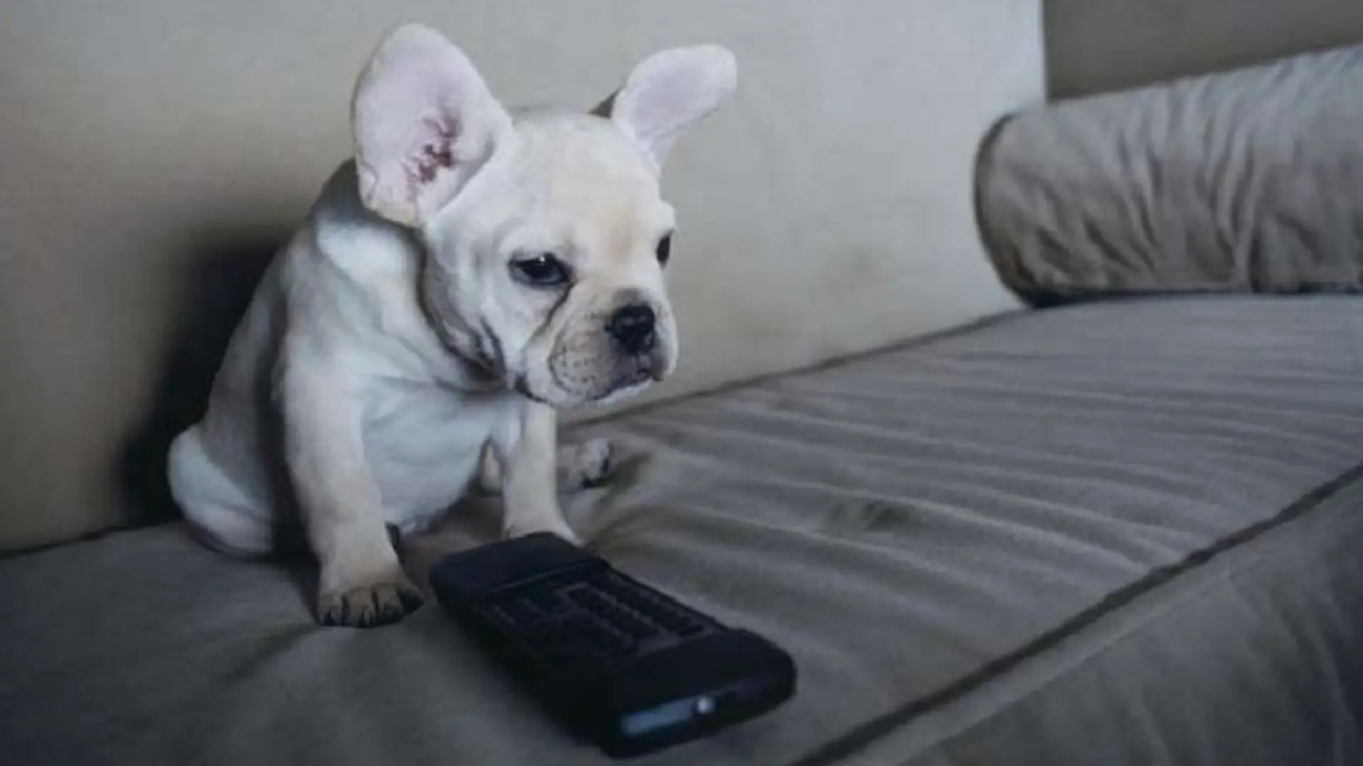 Scientists discover new TV remote control for dogs that comes with 'paws' button