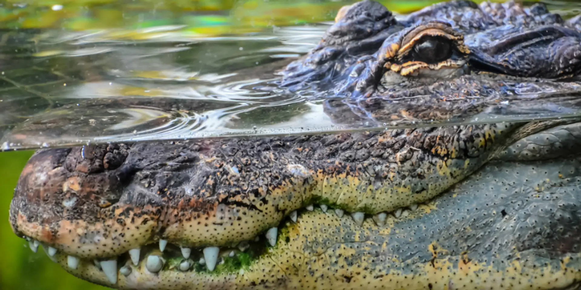 Be the Crocodile, not the Cockroach