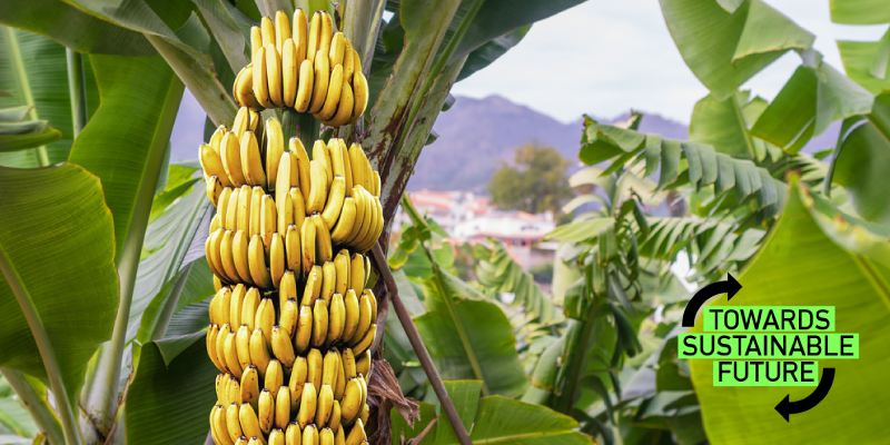 Are we heading towards a global extinction of bananas in 5 years?