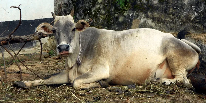 cow foot and mouth disease india
