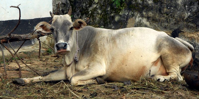 How the Indian govt plans to tackle the Rs 20,000cr loss from foot-and-mouth disease