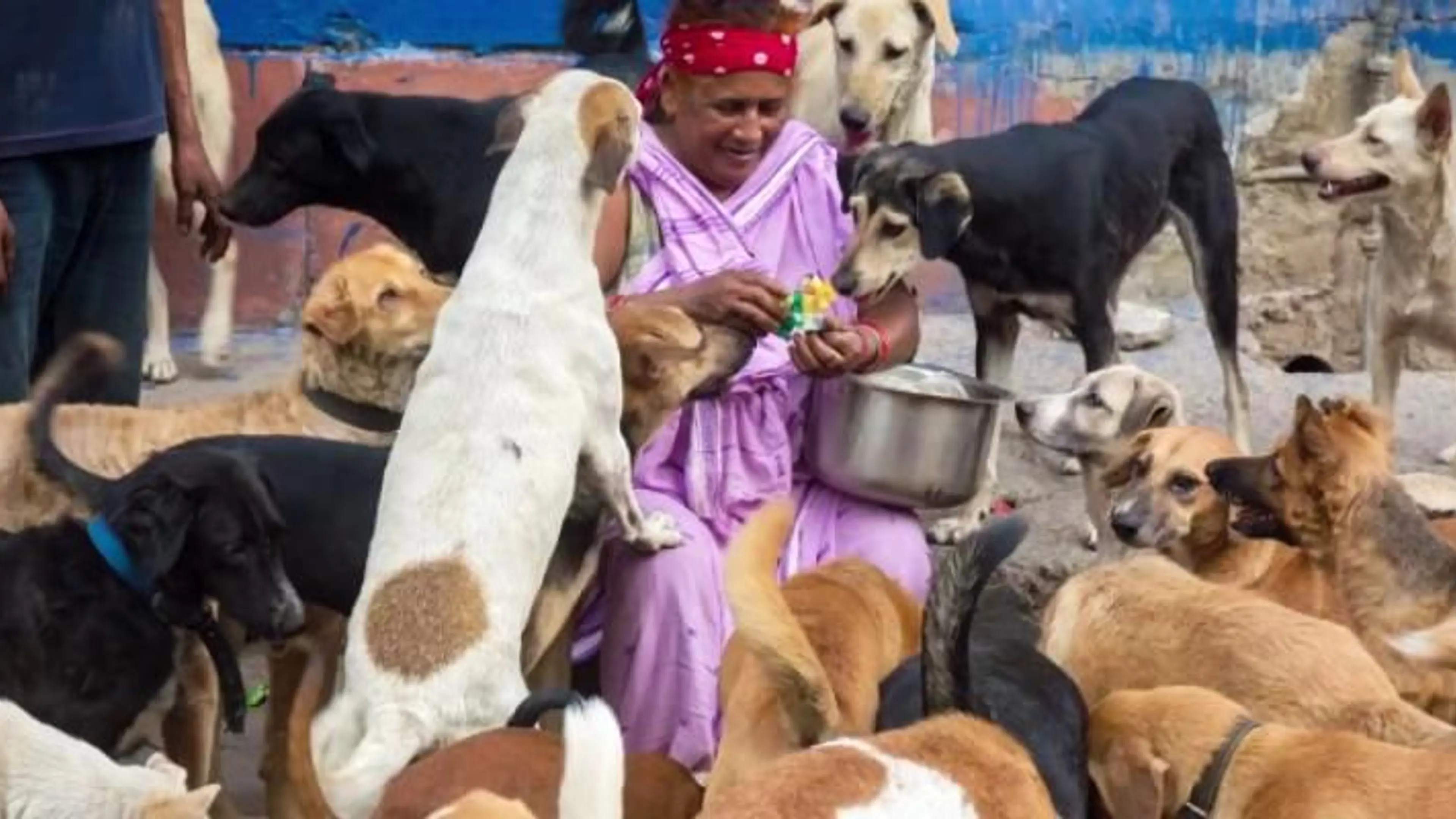 Meet Pratima Devi, a rag picker who takes care of 400 stray dogs in Delhi
