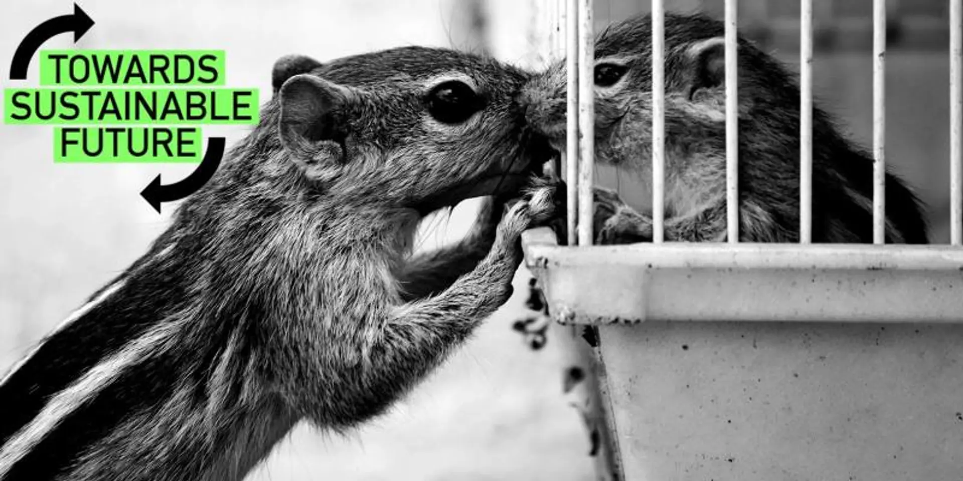 Why we must work towards peaceful coexistence with the urban wildlife