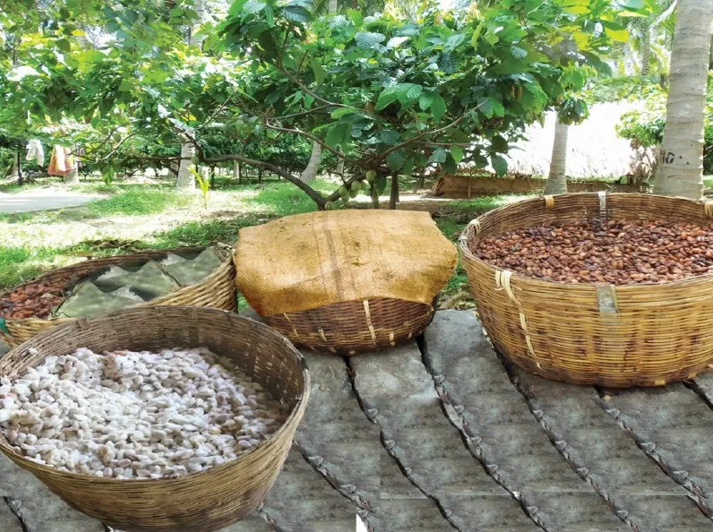 Cocoa-farm level fermentation