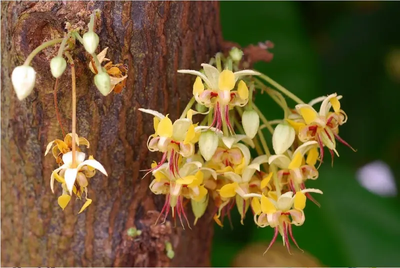 Cocoa Flowering