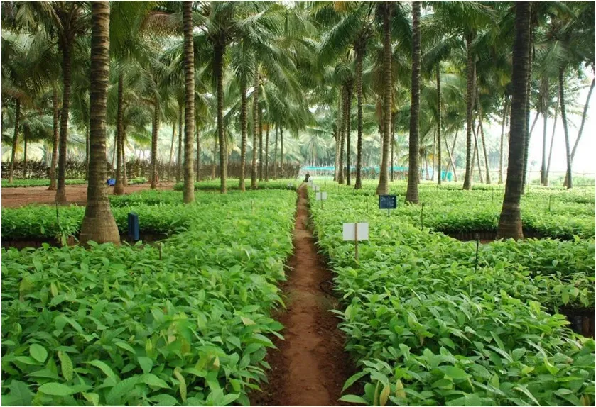 Cocoa Nursery