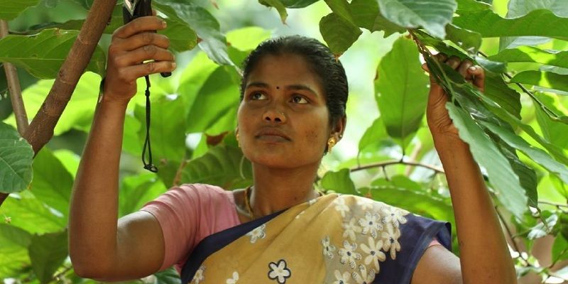 [Photo Story] The journey of chocolate from farm to factory