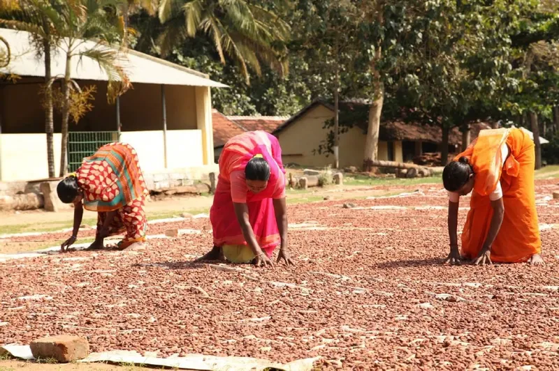 Cocoa-Sun drying