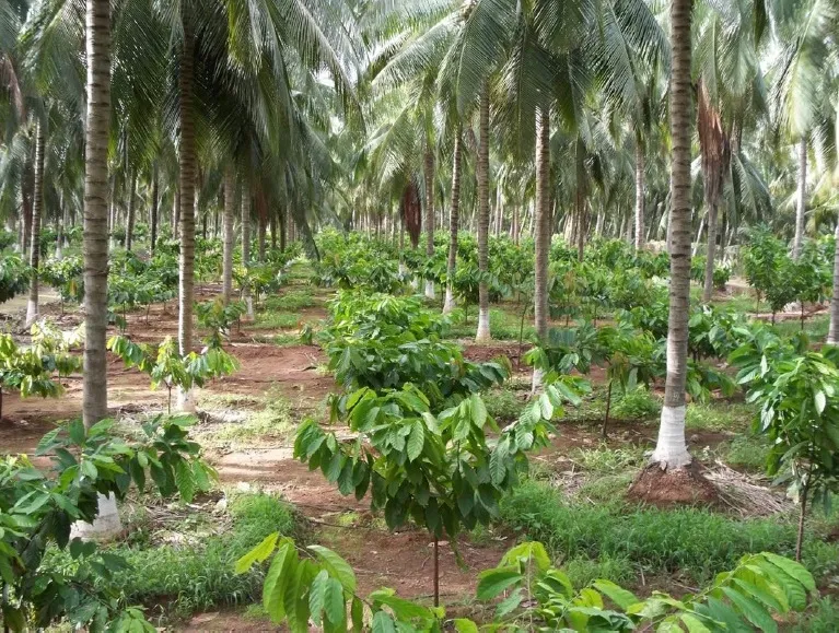 Cocoa intercropping