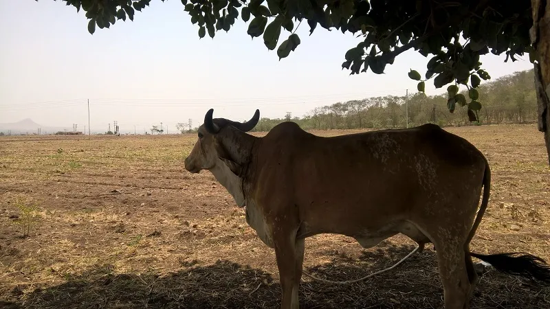 A snap from one of the farm stays