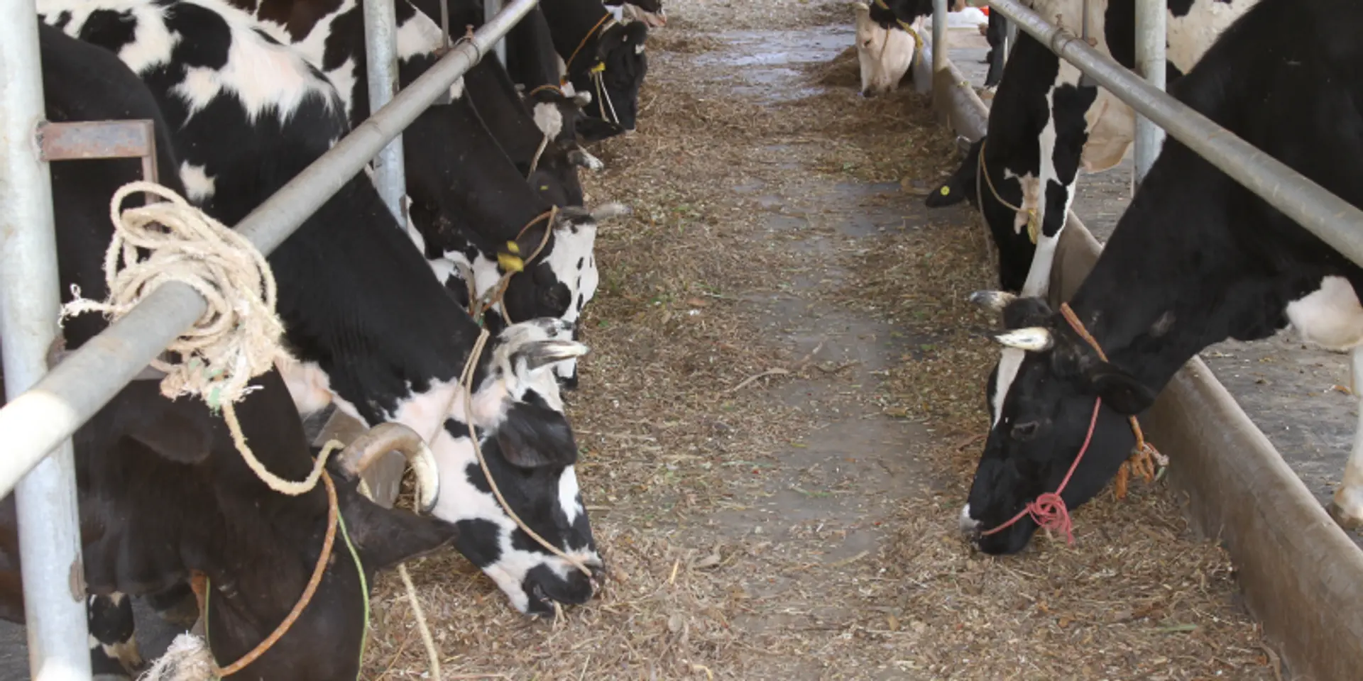 Tiptur’s Akshayakalpa wants to make farmers entrepreneurial through dairying with design; aims at Rs 1 lakh monthly income