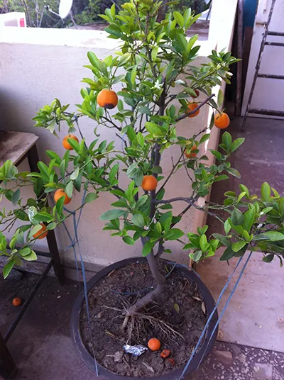 An orange tree bonsai grown by Usha Dave on her terrace in Indore.