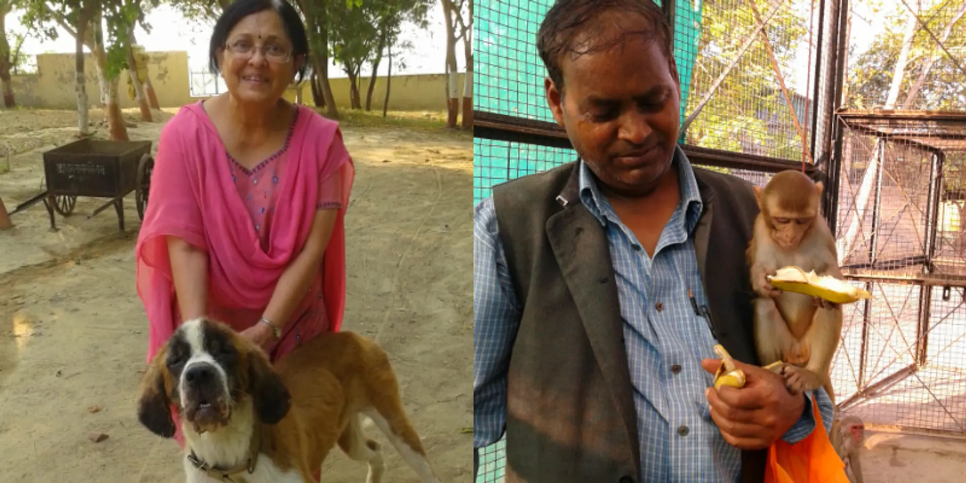 A dog who had her eyes gouged out by a drunkard and many like her survived because of Surat Gupta