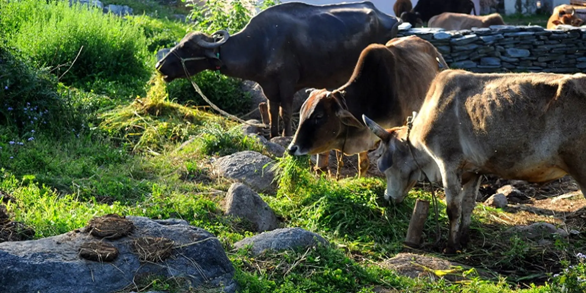 15+ initiatives in India making and selling eco-friendly, socially-conscious products