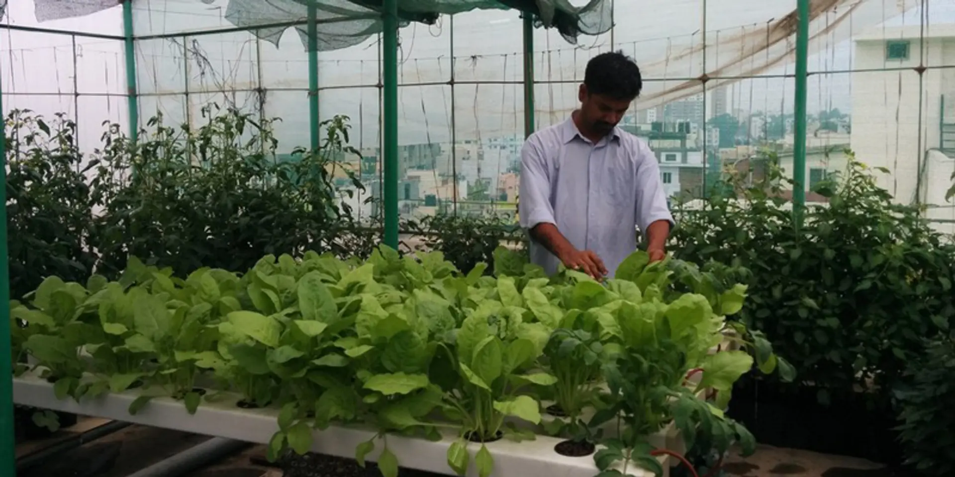 How these guerrilla gardeners are reclaiming urban spaces to grow food