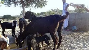Each beri can support upto 250 livestock.