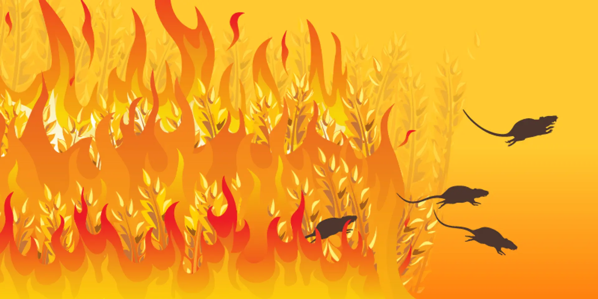 Demonetisation: Burning the barn to kill the mice