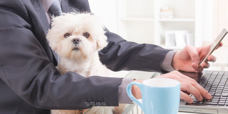 Why you need to encourage pets at work