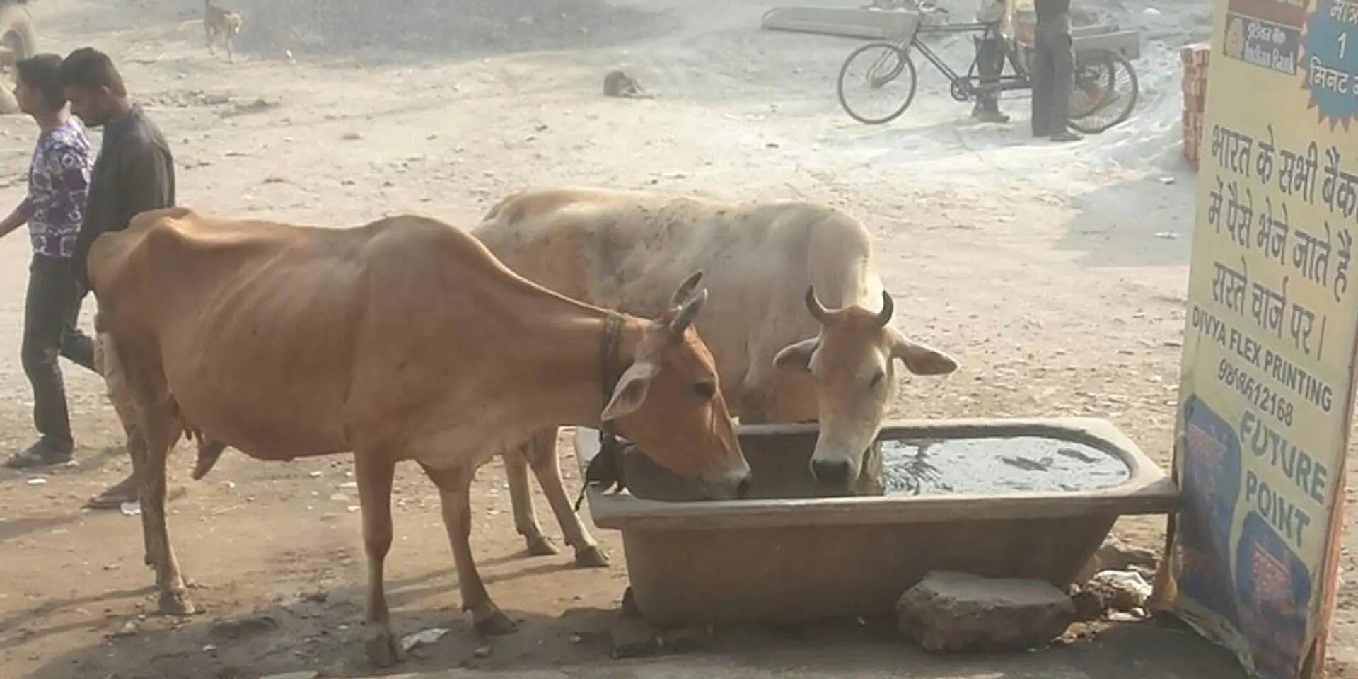 India world’s 4th largest user of antimicrobials in animal feed: Report