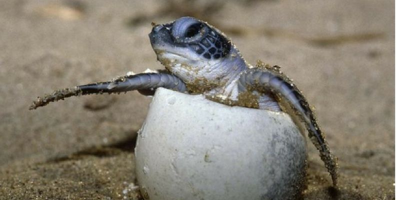 Indian Coast Guard launches Operation Oliva in Odisha to protect endangered turtles