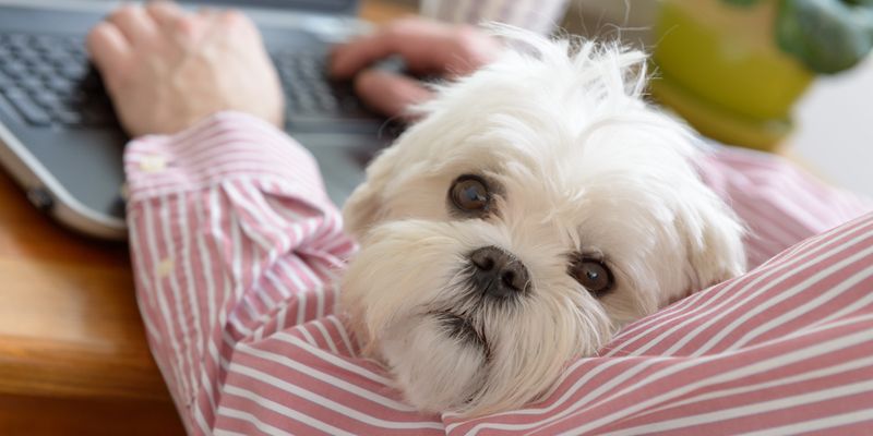 5 reasons every office should have a dog