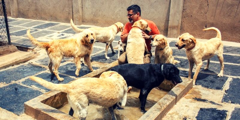 The ‘Papa’ of over 700 stray dogs is now giving canine soldiers the retired life they deserve