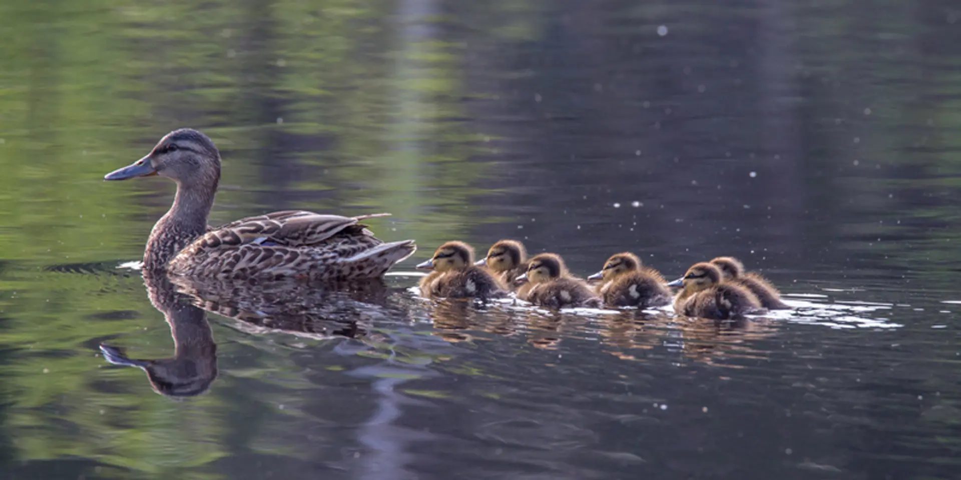 How to differentiate leaders from followers