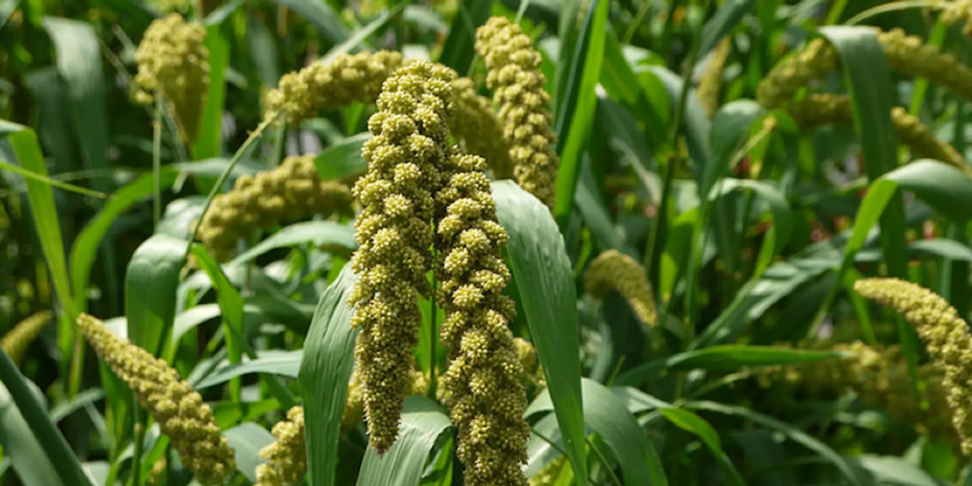 Did you know organic farming and millets help restore soil ecosystem?