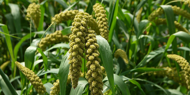 Did you know organic farming and millets help restore soil ecosystem?