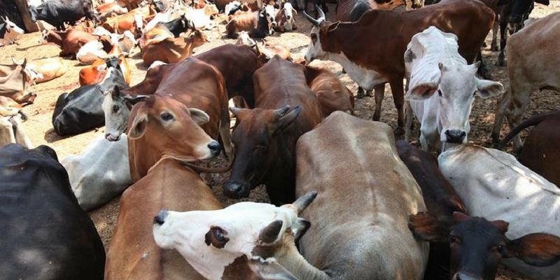 Gujarat imposes 14-year sentence for cow slaughter, bans illegal slaughterhouses