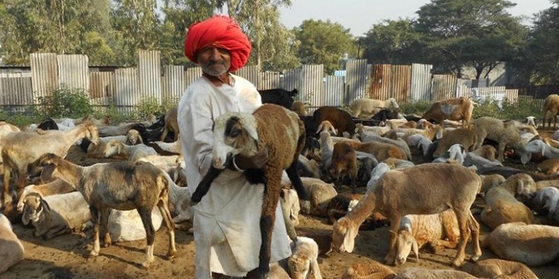 Sheep farming nomads of India struggle amidst rapid urbanisation and hostile policies