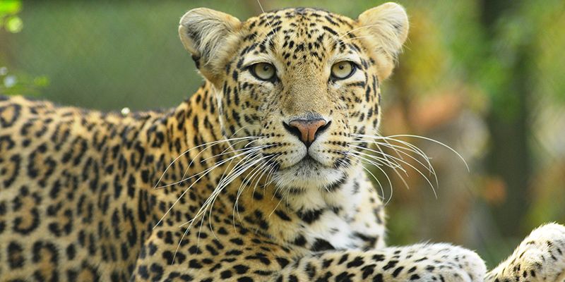 Death of 106 leopards in 2 months sparks alarm in India
